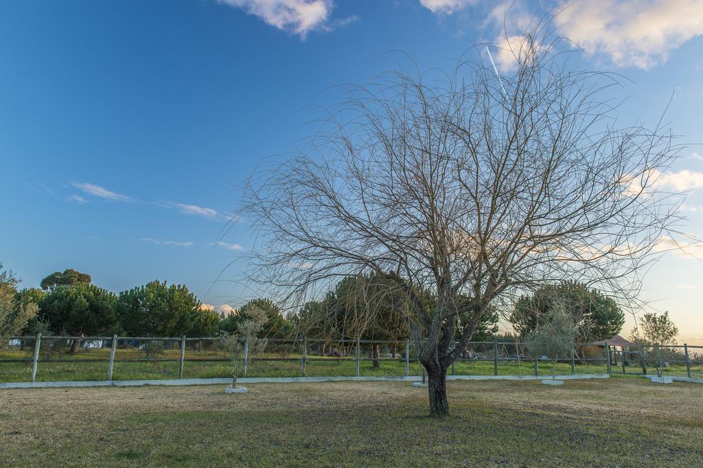 Monte Macario Alojamento Local Coruche Εξωτερικό φωτογραφία