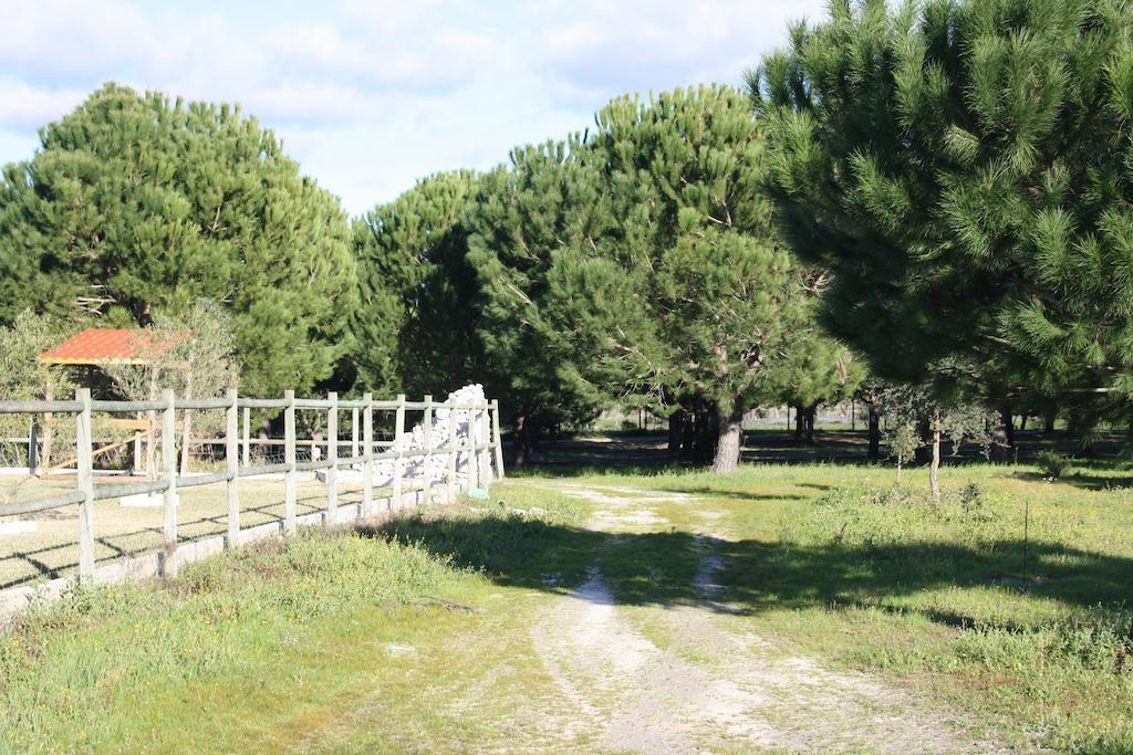 Monte Macario Alojamento Local Coruche Εξωτερικό φωτογραφία
