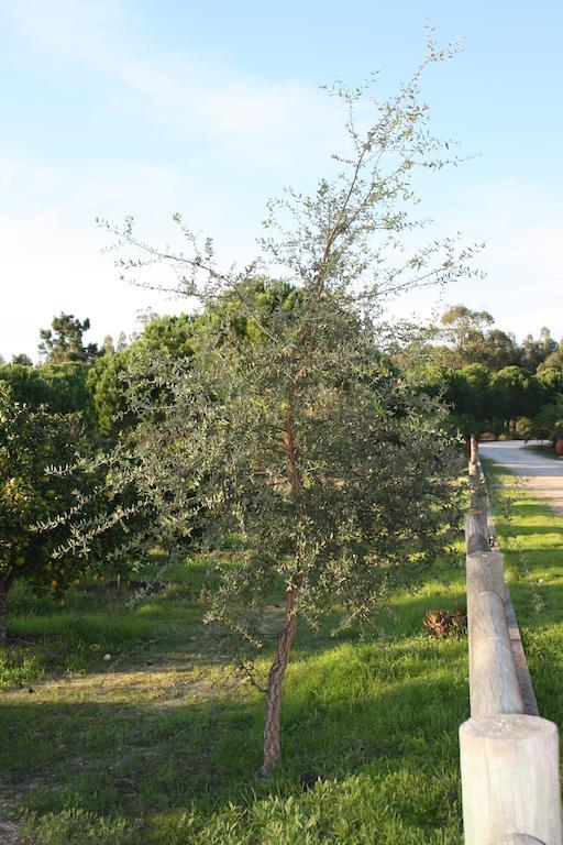 Monte Macario Alojamento Local Coruche Εξωτερικό φωτογραφία